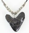 Polished Megalodon Tooth Necklace #43173-1